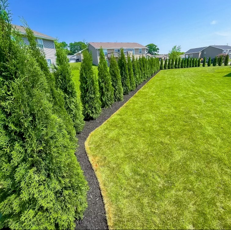 Emerald Green Arborvitae